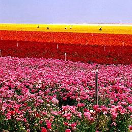 《方舟生存飞升》峰值在线4.8万创近期新高